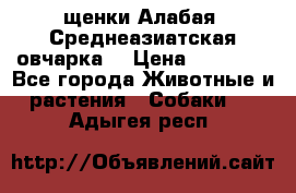 щенки Алабая (Среднеазиатская овчарка) › Цена ­ 15 000 - Все города Животные и растения » Собаки   . Адыгея респ.